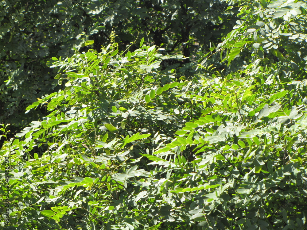 Fototapeta premium Green leaves background in the sun. The top of a tree exposes its organic and natural texture to sunlight. 