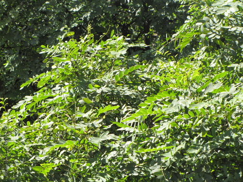 Green leaves background in the sun. The top of a tree exposes its organic and natural texture to sunlight. 