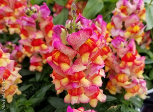 Mixed color of Snapdragon Sunset  an upright annual flower