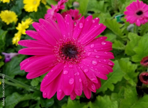 Gerbera Daisy Rose Dark Center flower with raindrops