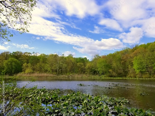 The view of the water plants and trees at Folley Pond by Banning Park, Wilmington, Delaware, U.S.A