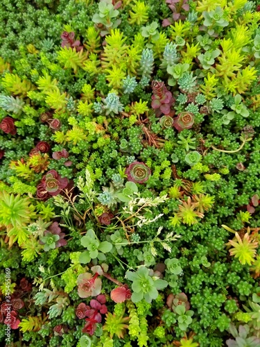 Fényképezés Variety of green sedum and stonecrop for ground cover