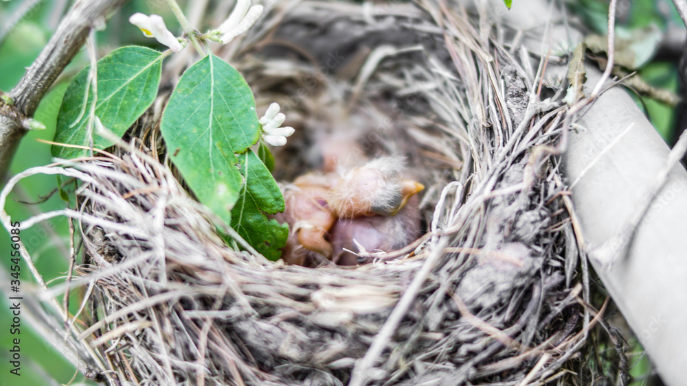 Baby robins in a nest in the springtime