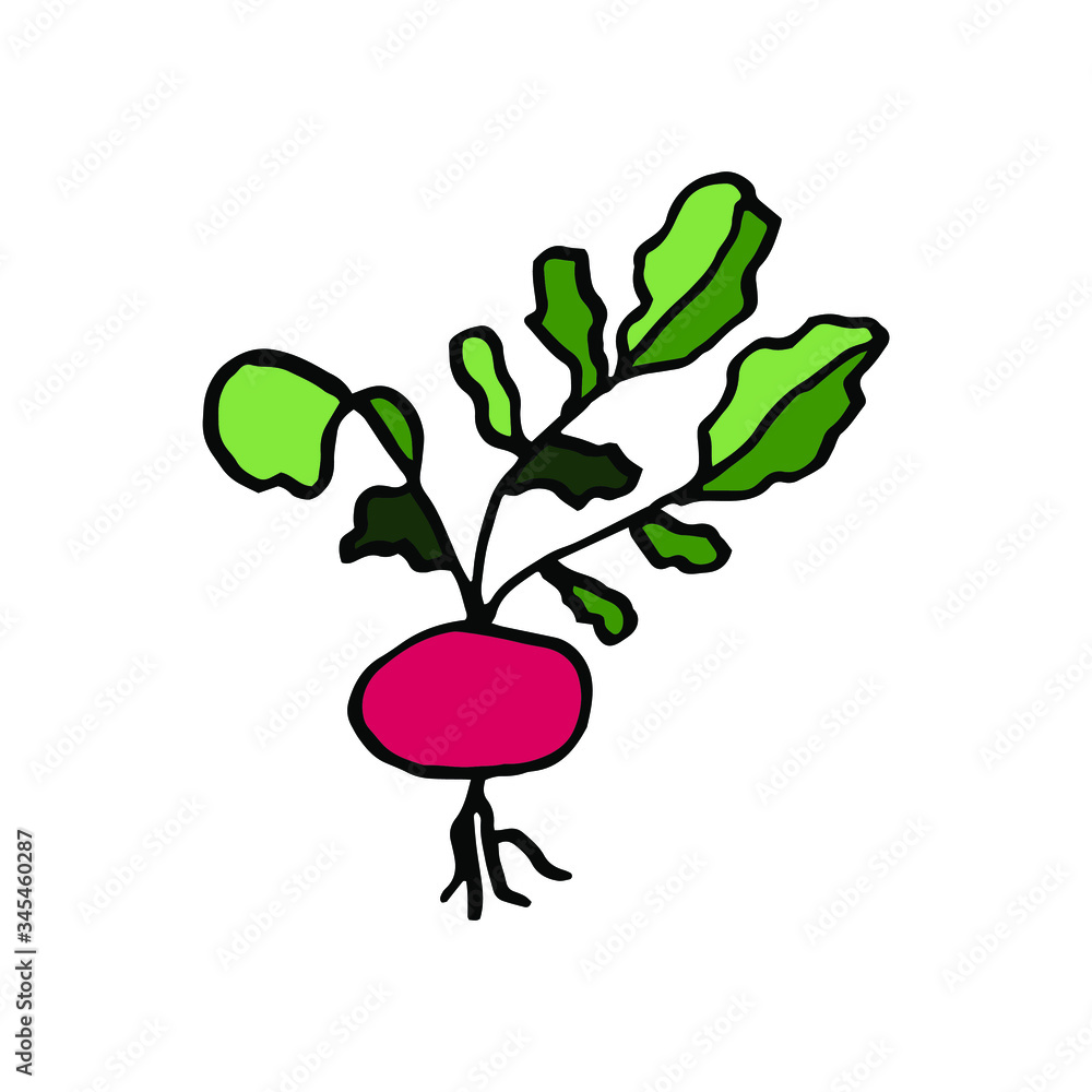 Isolated on white background picture radish, hand-drawing, doodle, vector
