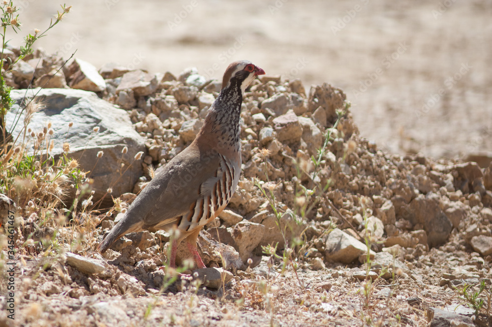 Red-legged partridge Alectoris rufa. Cruz de Pajonales. Integral Natural Reserve of Inagua. Tejeda. Gran Canaria. Canary Islands. Spain. Red-legged partridge Alectoris rufa. Cruz de Pajonales. Integral Natural Reserve of Inagua. Tejeda. Gran Canaria. Canary Islands. Spain.