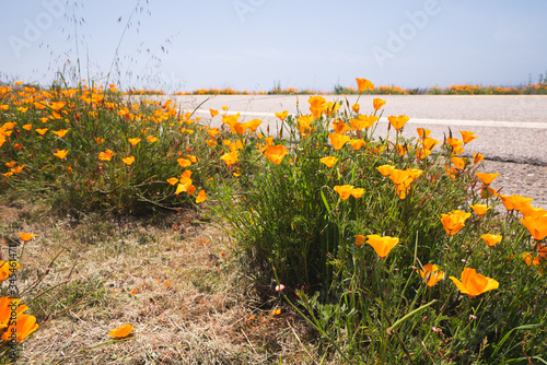 Golden California Poppies flowers on the side of scenic California State Rout 1