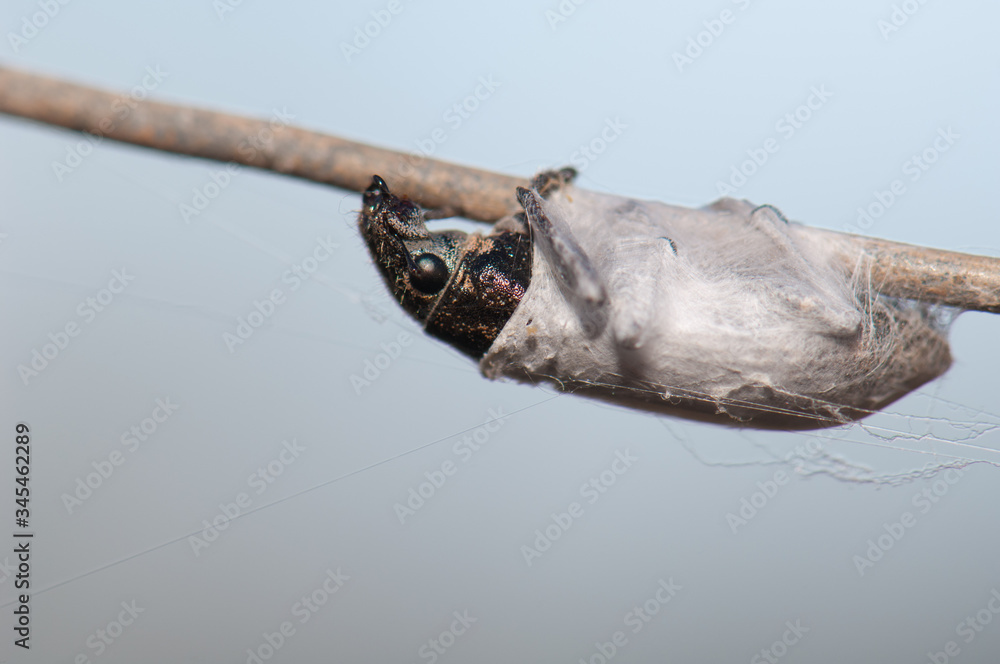 Weevil trapped in spider silk. Cruz de Pajonales. Integral Natural Reserve of Inagua. Tejeda. Gran Canaria. Canary Islands. Spain.