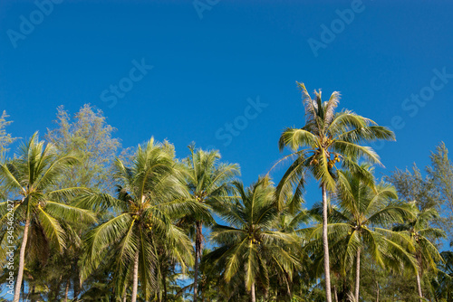 Beautiful coconut palm tree with clear blue sky Holiday and summer vacation concept