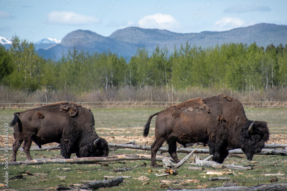 Two wood bison grazing in a meadow, paddock in northern Canada, Yukon Territory. Taken in the summer with amazing mountains surrounding. Two wood bison grazing in a meadow, paddock in northern Canada, Yukon Territory. Taken in the summer with amazing mountains surrounding.