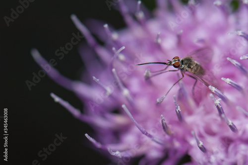 Wallpaper Mural Fly feeding on a flower of Cheirolophus sp. Cruz de Pajonales. Integral Natural Reserve of Inagua. Tejeda. Gran Canaria. Canary Islands. Spain. Torontodigital.ca