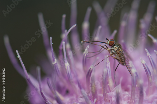 Fly feeding on a flower of Cheirolophus sp. Cruz de Pajonales. Integral Natural Reserve of Inagua. Tejeda. Gran Canaria. Canary Islands. Spain. photo