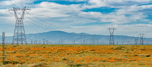 powerlines and wildflowers in Antelope Valley