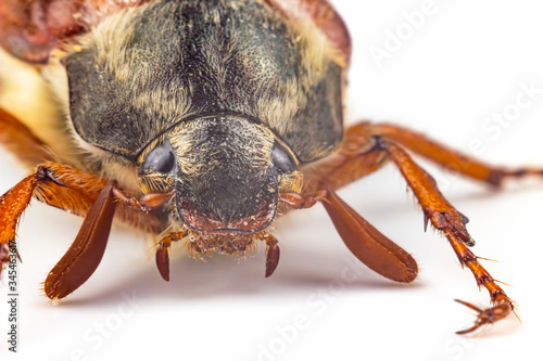 closeup insect cockchafer on a white background. Insects and Zoology © photosaint