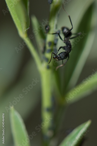 Ant Camponotus rufoglaucus feai. El Juncal ravine. The Nublo Rural Park. Tejeda. Gran Canaria. Canary Islands. Spain. photo