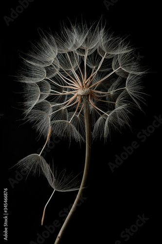 Dandelion flower and seeds close-up on a black background © LYUDMILA