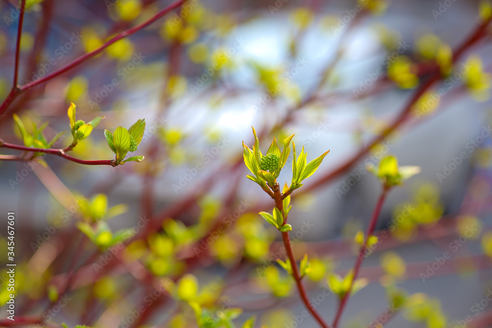 Branches of Red-barked dogwood with green leaves and flower buds on red stems on a blurred background Branches of Red-barked dogwood with green leaves and flower buds on red stems on a blurred background
