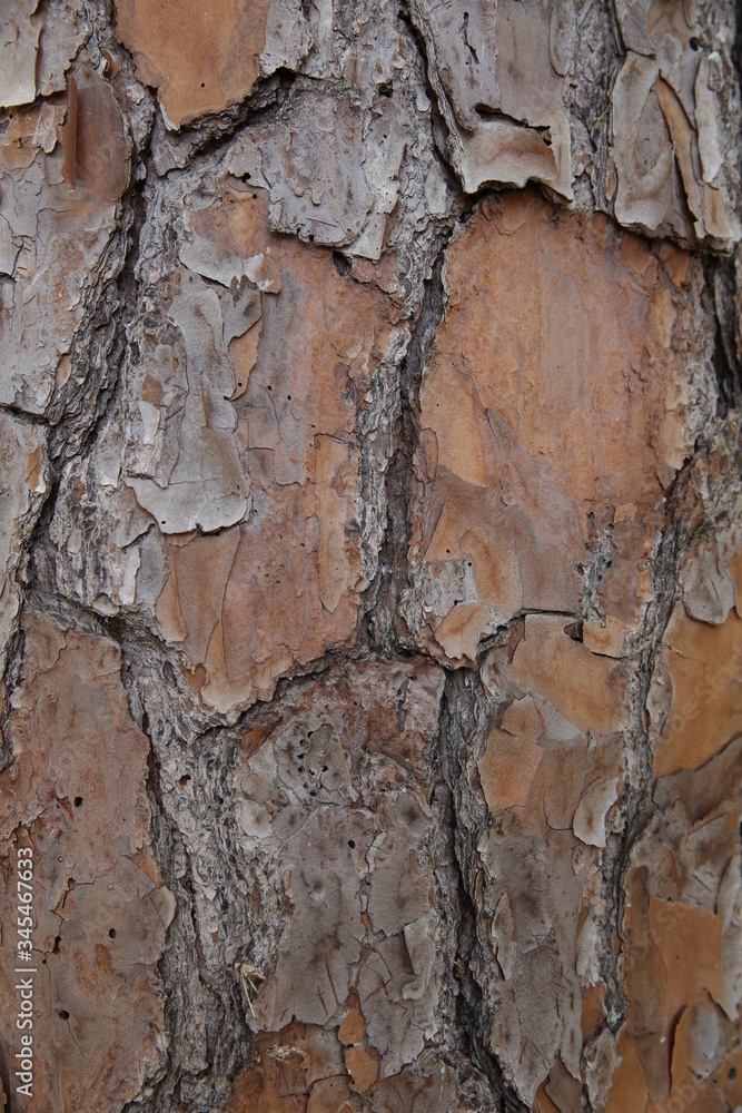 pine tree bark texture, pattern, background. Vertical photo. pine tree bark texture, pattern, background. Vertical photo.