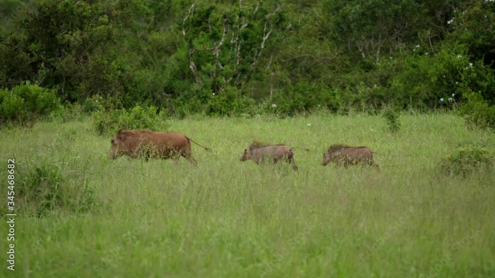 Warthog family walking in a line through wild grass. Pan left Warthog family walking in a line through wild grass. Pan left