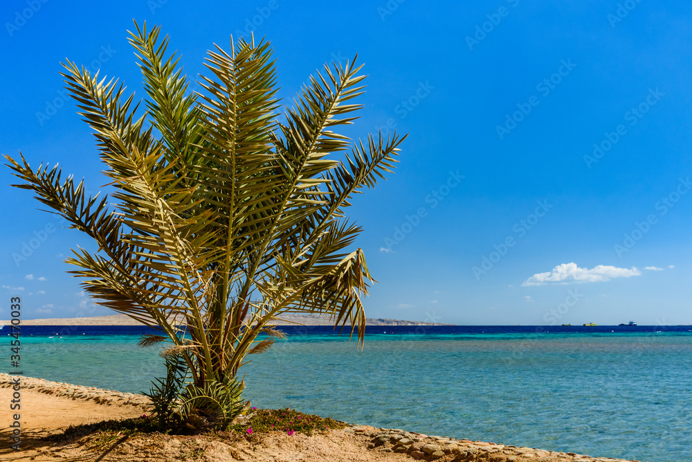 Fototapeta premium Green date palm tree against the blue sky