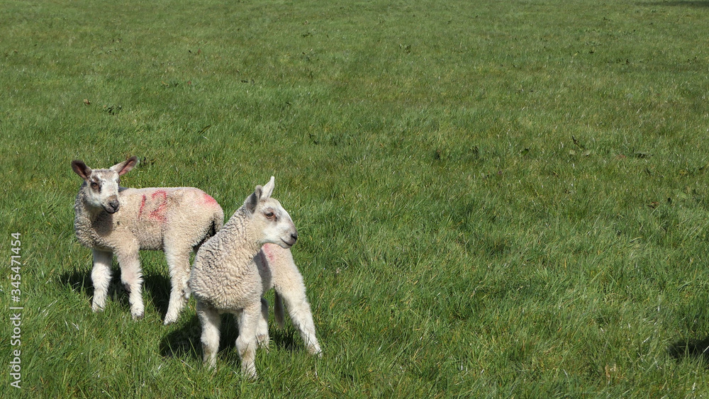 Sheep and lambs ln in a field on farm in Ireland