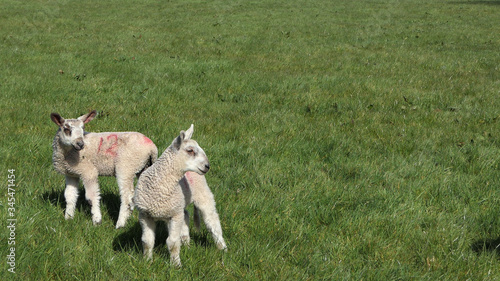 Sheep and lambs ln in a field on farm in Ireland