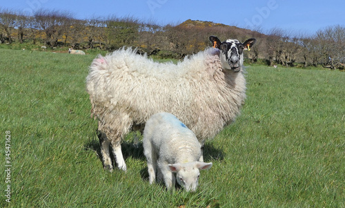 Sheep and lambs ln in a field on farm in Ireland photo