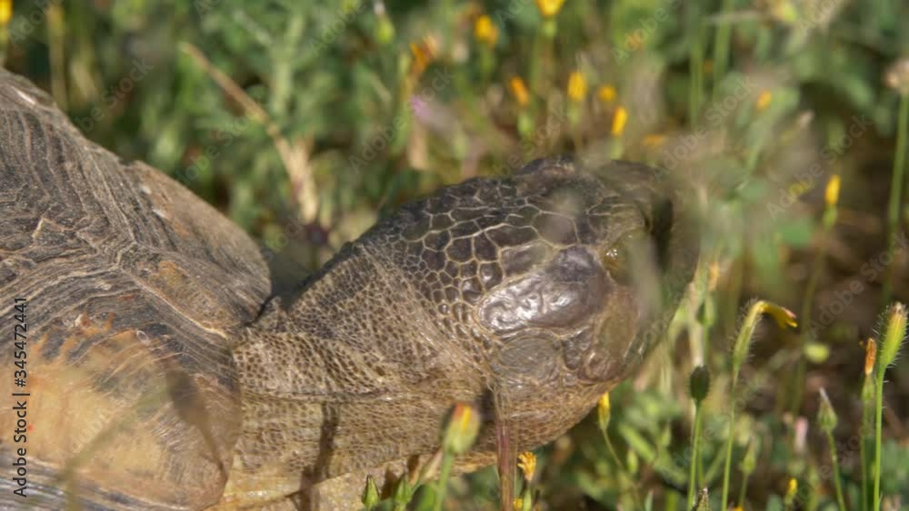 A tortoise walking through tall grass and thistles while eating. 