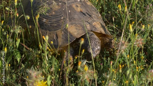 A tortoise munching on  thistles, roots, and poppies. photo