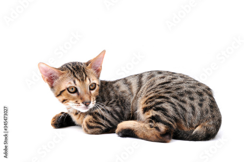 Baby Savannah Cat