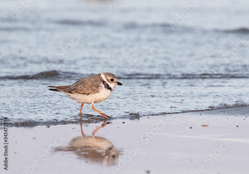 The piping plover (Charadrius melodus) in Galveston, Texas