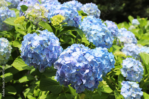 あじさい　上野公園