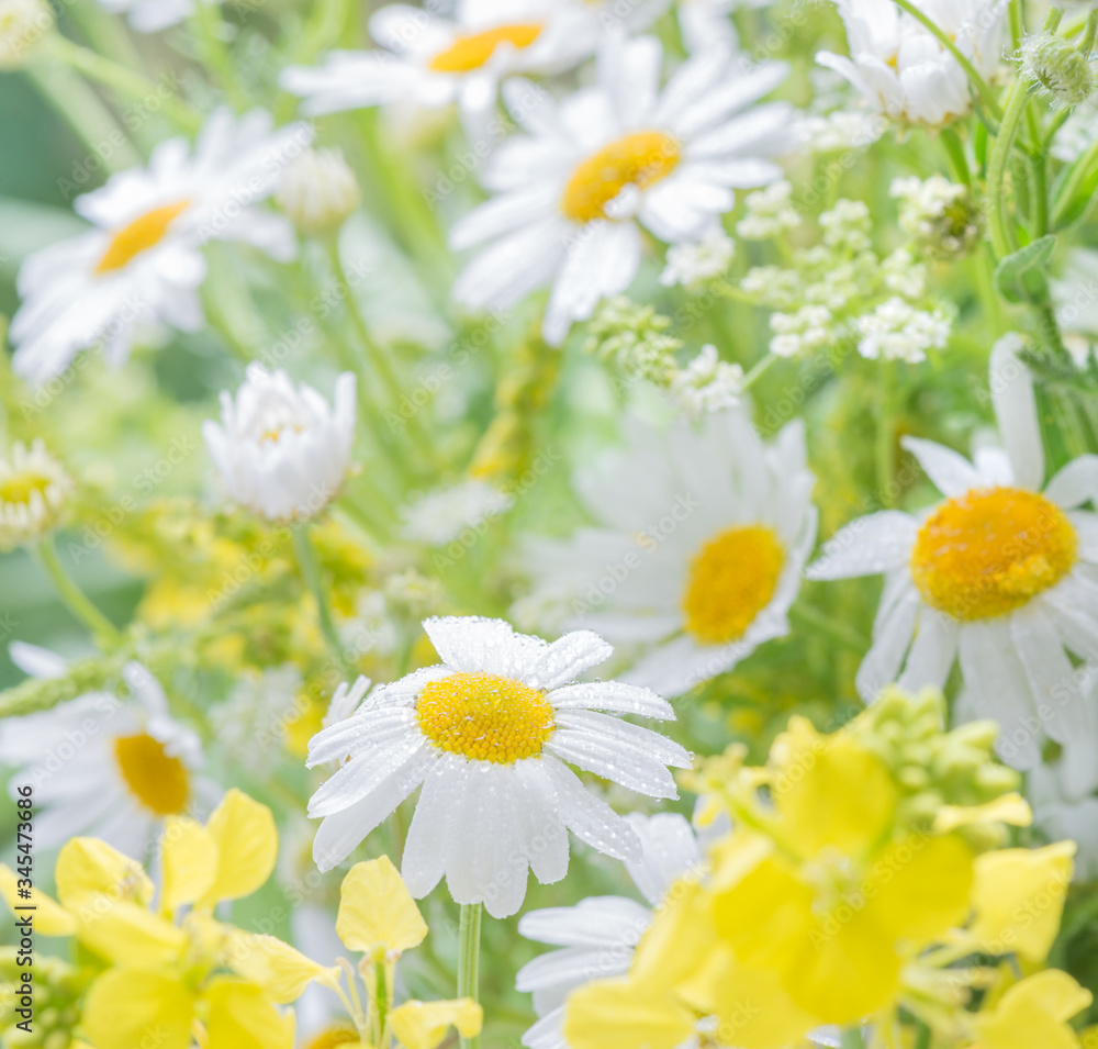 Fototapeta premium Daisies on the summer meadow