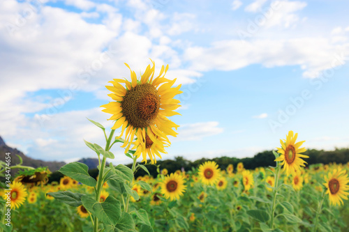 Sunflower on fields at sky.