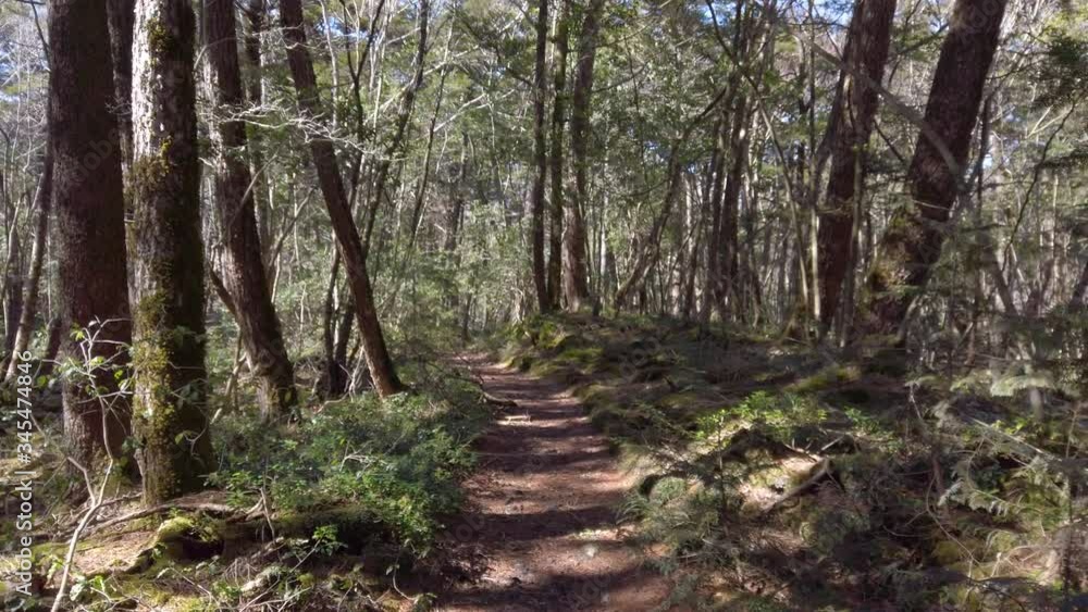 Aokigahara Jukai forest path, pan shot over Japan haunted woodland Aokigahara Jukai forest path, pan shot over Japan haunted woodland