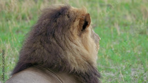 Wallpaper Mural Male Lion Suddenly Alert While Resting At The Savanna In Savuti, Botswana - closeup shot Torontodigital.ca