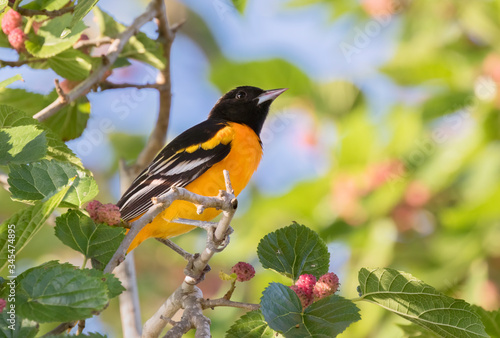 Картината върху платно The Baltimore oriole feeding on the mulberrie tree during spring migration