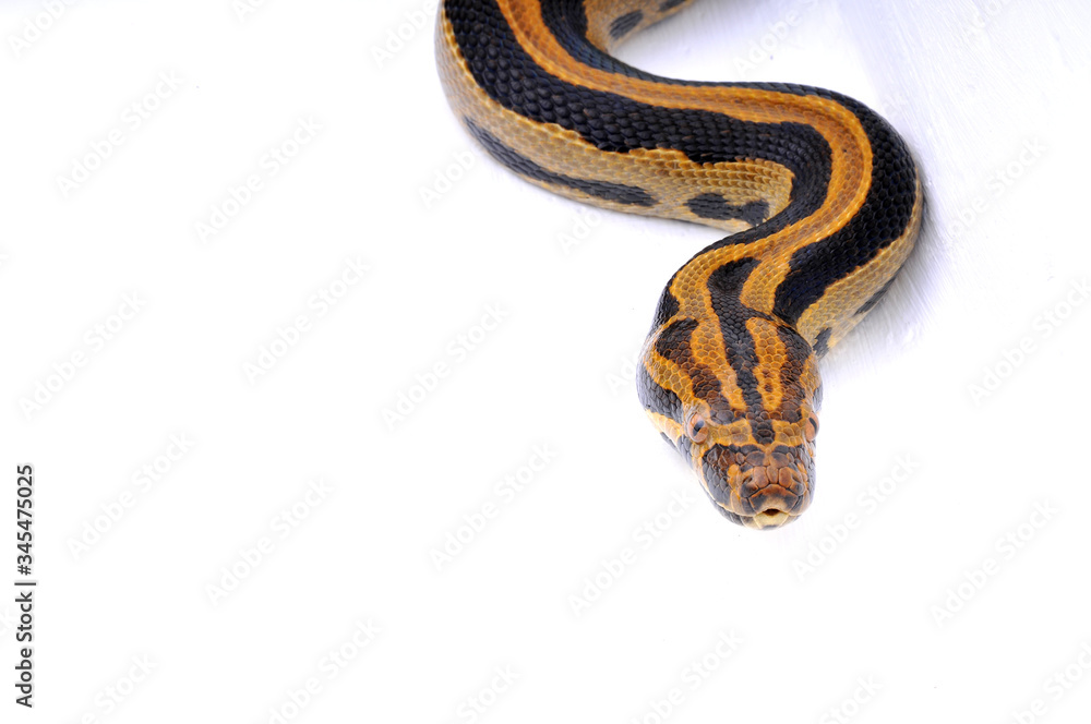 Boaconda Hybrid Boa constrictor imperator X Yellow Anaconda Eunectes notaeus Boaconda Hybrid Boa constrictor imperator X Yellow Anaconda Eunectes notaeus