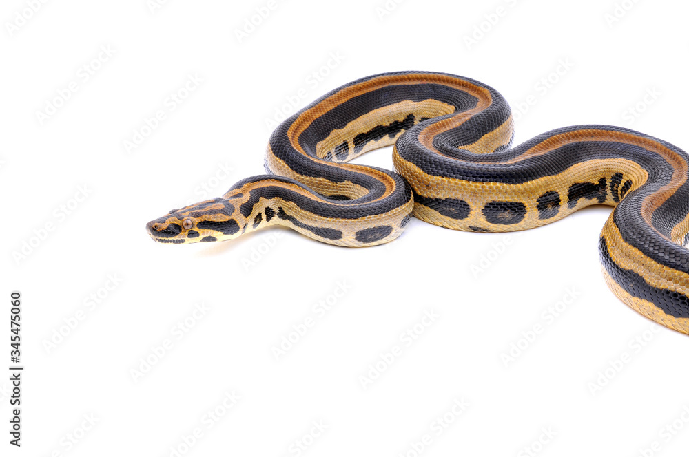 Boaconda Hybrid Boa constrictor imperator X Yellow Anaconda Eunectes notaeus Boaconda Hybrid Boa constrictor imperator X Yellow Anaconda Eunectes notaeus