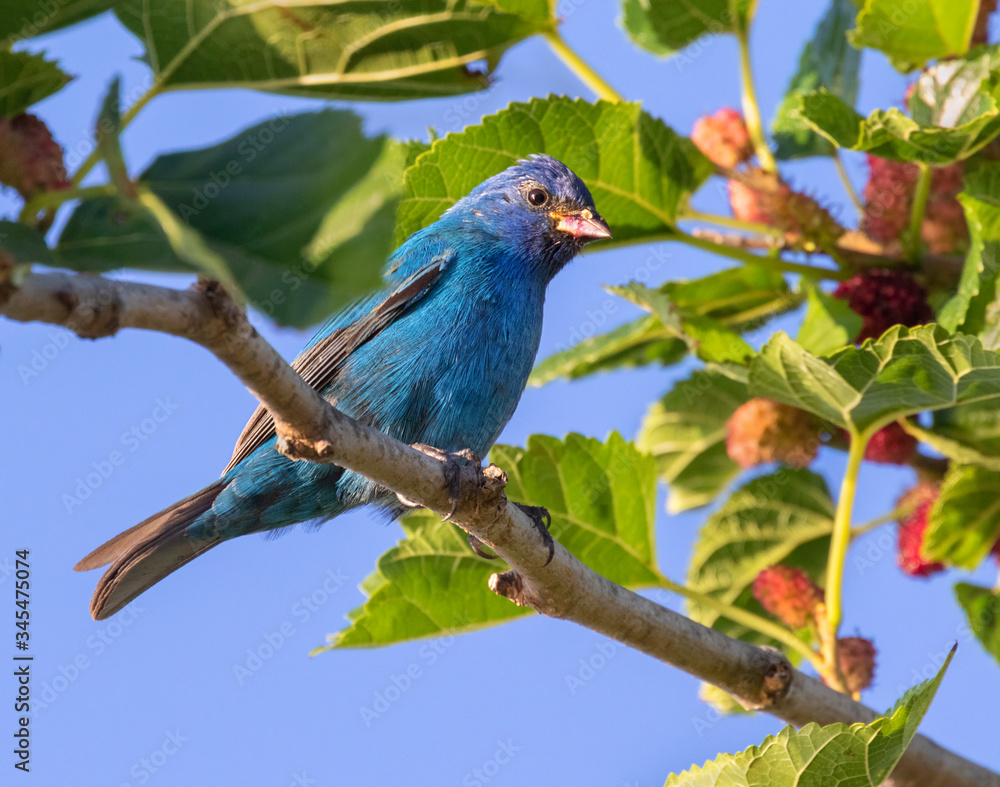 Fototapeta premium Male Indigo Bunting (Passerina cyanea)Feeding On Wild Cereal Grass Feeding On Mulberry Tree, Galveston, Texas, USA