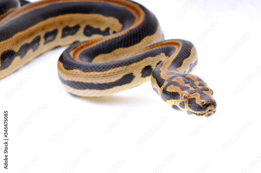 Obraz premium Boaconda Hybrid Boa constrictor imperator X Yellow Anaconda Eunectes notaeus