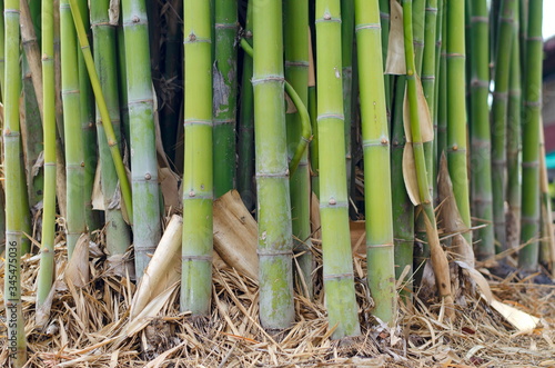 The green stems of bamboo trees that occur in groups.