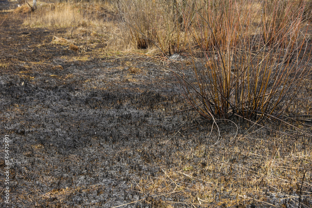 scorched grass on the field after a fire scorched grass on the field after a fire