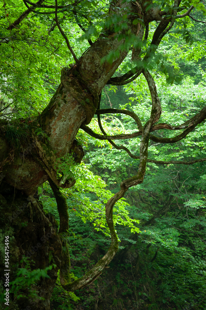 Fototapeta premium 蔓性植物が絡む巨樹