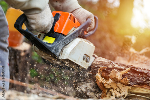 chainsaw saws a tree in the forest close-up with sun glare. sawdust fly out from under the sawing chainsaw photo