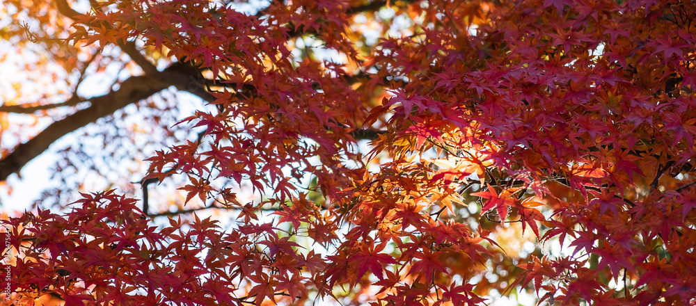 red color maple, Falling autumn leaves in the garden with copy space for text, natural background for season change and vibrant colorful foliage concept red color maple, Falling autumn leaves in the garden with copy space for text, natural background for season change and vibrant colorful foliage concept