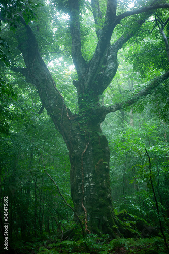 雨の原生林。白神山地のブナの森。