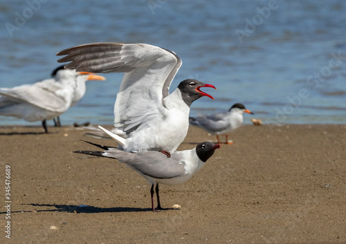 The courtship ritual of laughing gulls  Leucophaeus atricilla 