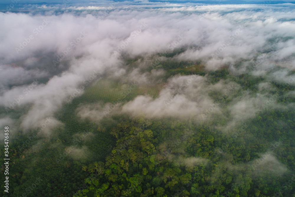 Aerial view green tree mountain forest with fog morning scene