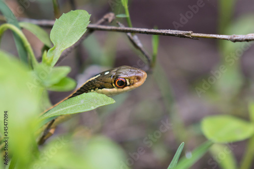 Thamnophis sauritus sauritus, the eastern ribbon snake or common ribbon snake close up