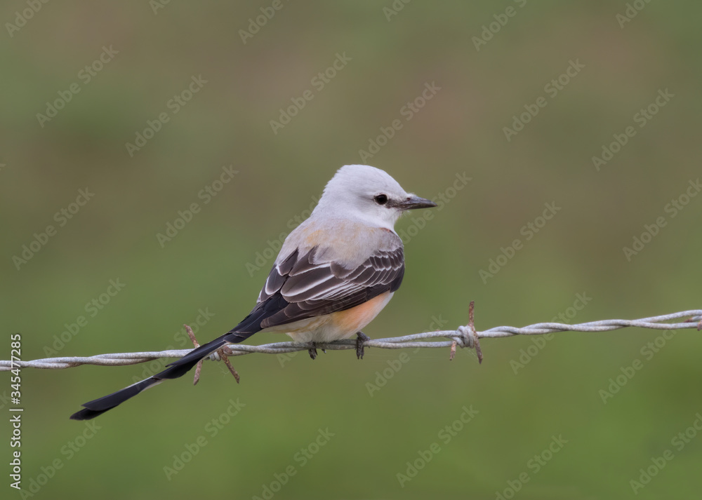 The scissor tailed flycatcher (Tyrannus forficatus) on a greenbackground, Texas The scissor tailed flycatcher (Tyrannus forficatus) on a greenbackground, Texas